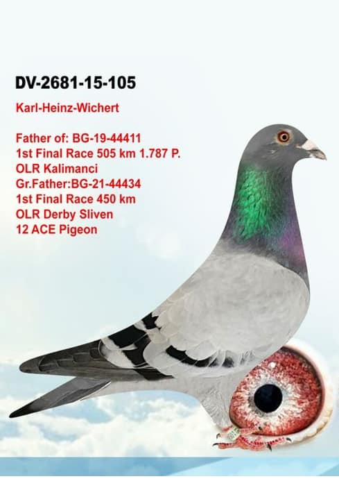 BG22-05427 ERKEK / BABASI INBREED 105  ANNESİ GIANT PAAR 