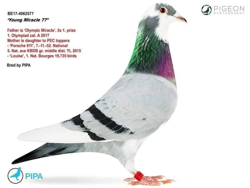 BG22-33739 ERKEK / TAM KARDEŞİ 24 FİNAL DERBY16