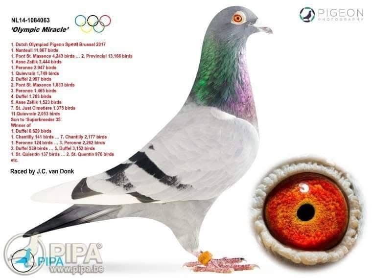 BG22-33739 ERKEK / TAM KARDEŞİ 24 FİNAL DERBY16