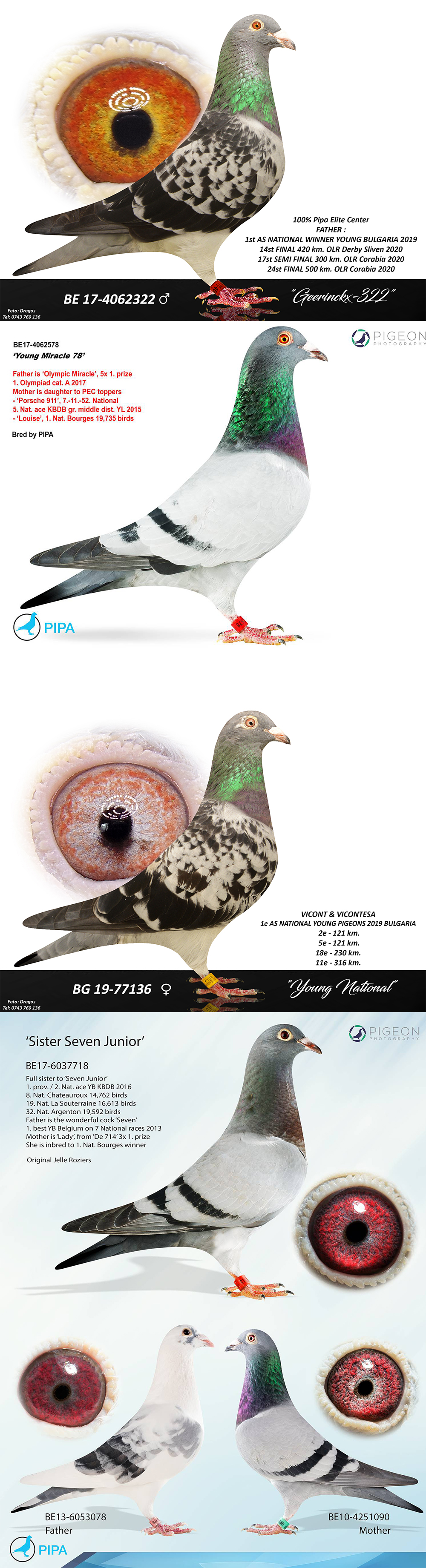 BG22-33785 ERKEK / SUPER PIGEON PORSCHE 785