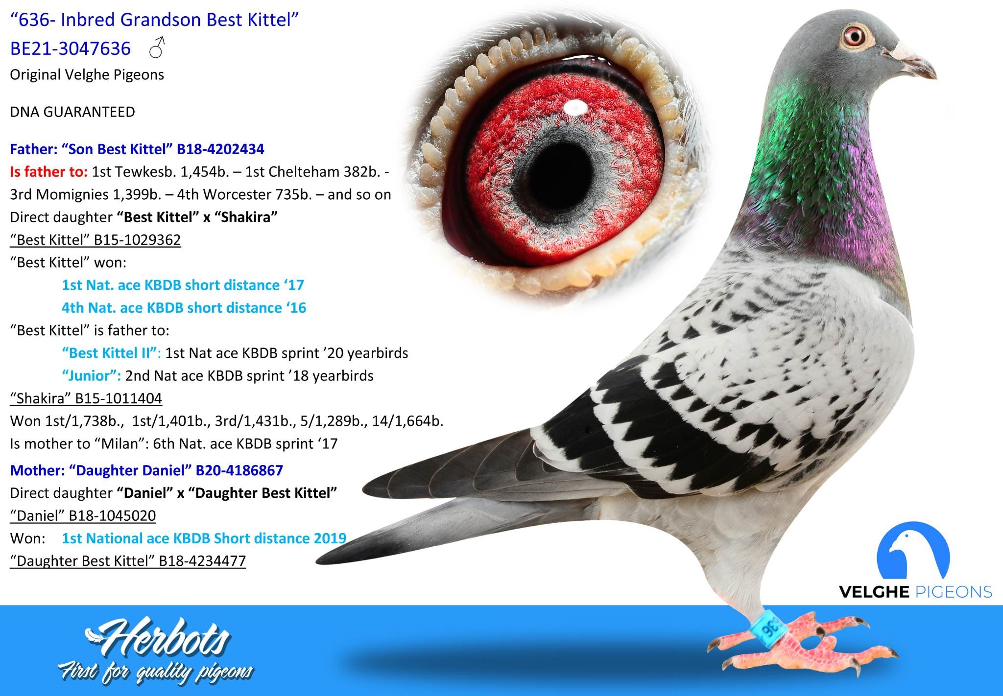 BG22-33849 DİŞİ / SUPER BEST KITTEL 849 