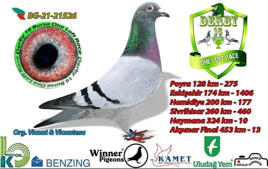 BG22-33884 ERKEK / LEONARDO 884