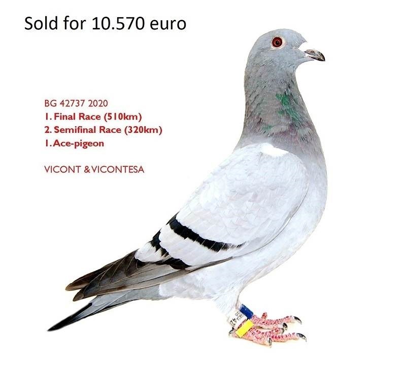 BG22-33890 DİŞİ / GOLDEN ALFON 890 