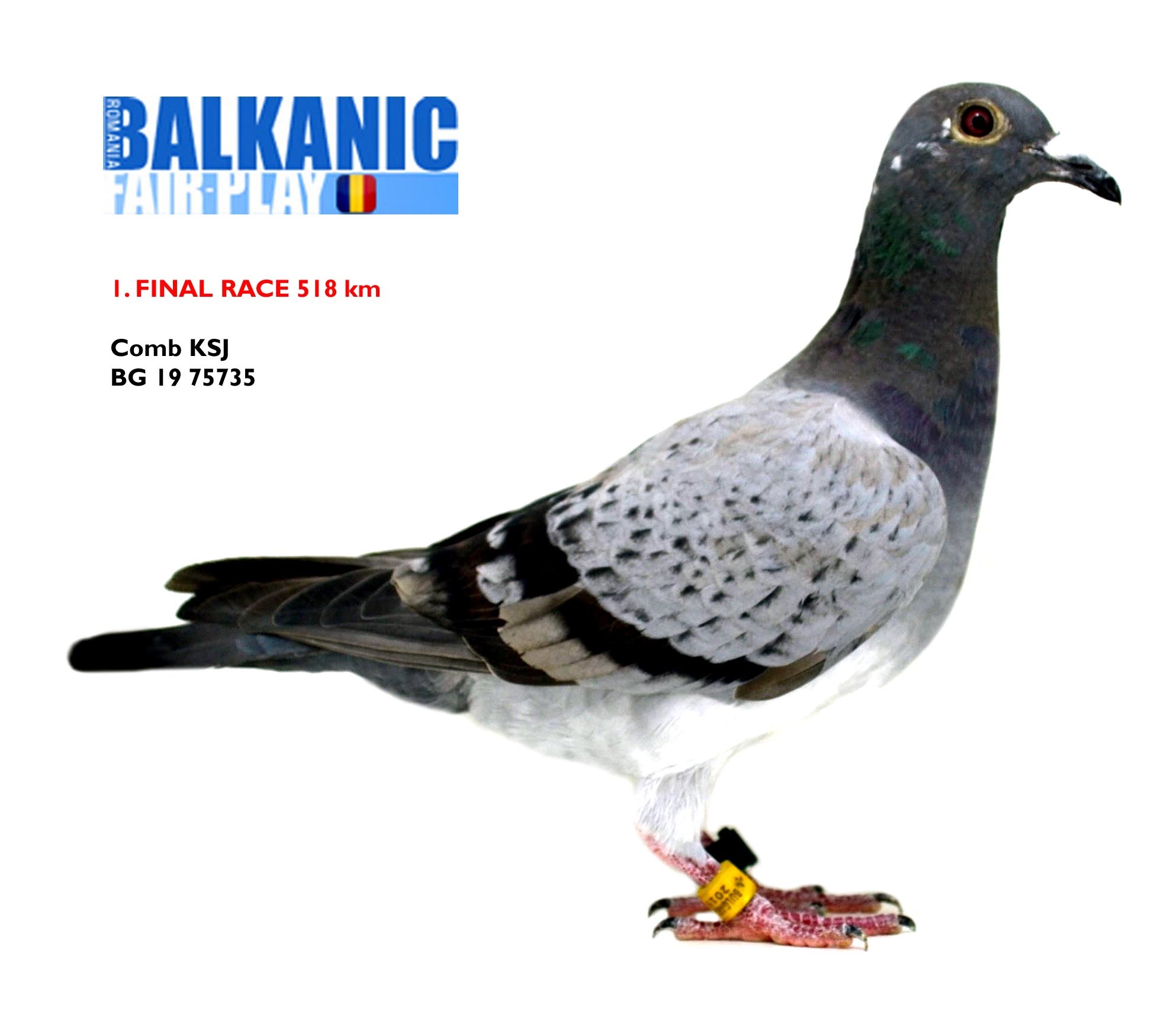 BG22-33937 DİŞİ / SUPER HARDY 937