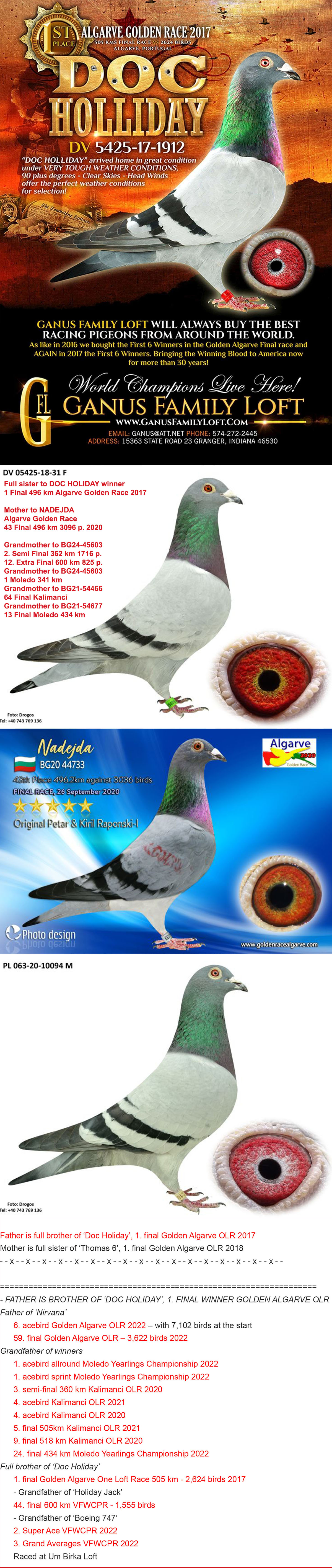 BG22-60849 ERKEK / BABASI 8 FİNAL ALGARVE GOLDEN RACE ANNESİ DOC HOLIDAY KIZ KARDEŞİ