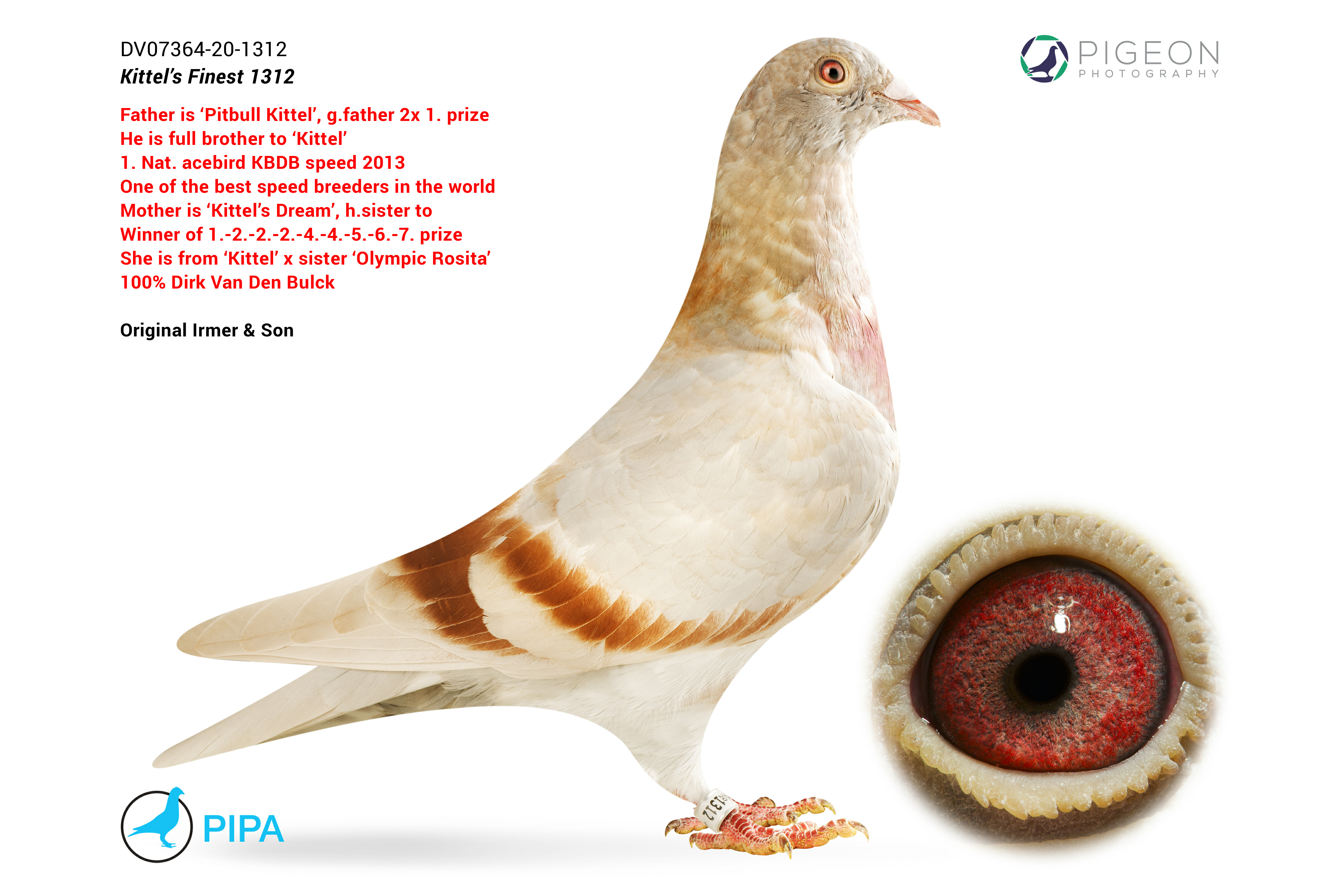 BG23-11894 ERKEK / KITTEL NOEL PEIREN TAM KARDEŞİ  3 ACE PIGEON SUNNY BEACH
