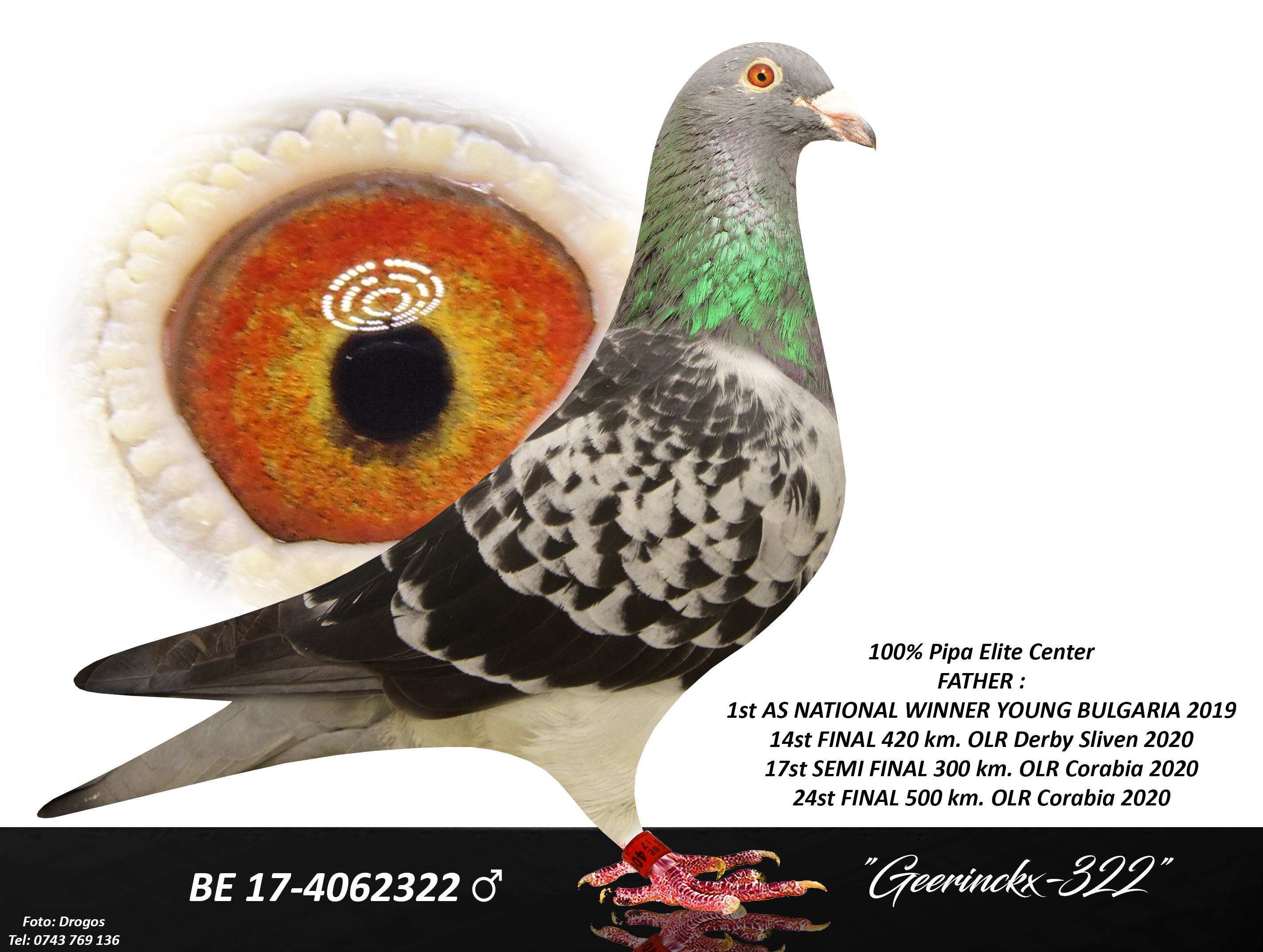 BG23-11894 ERKEK / KITTEL NOEL PEIREN TAM KARDEŞİ  3 ACE PIGEON SUNNY BEACH