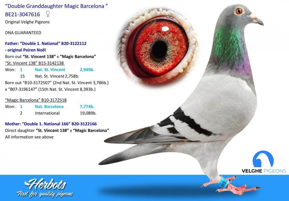 BG23-11894 ERKEK / KITTEL NOEL PEIREN TAM KARDEŞİ  3 ACE PIGEON SUNNY BEACH