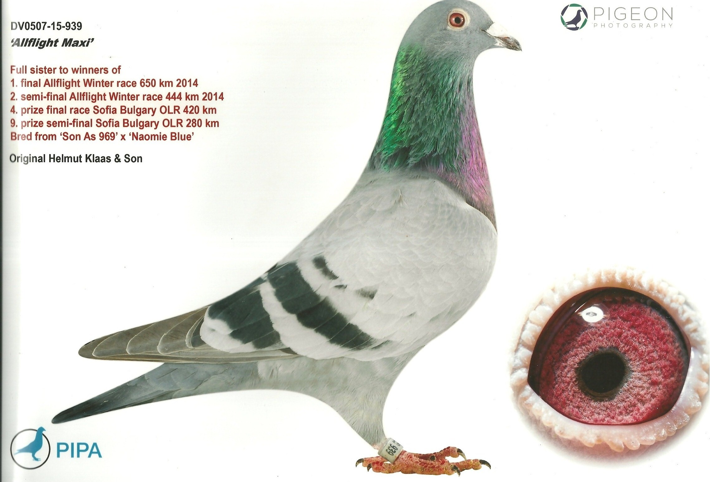 BG23-11915 ERKEK / ALFONS 915