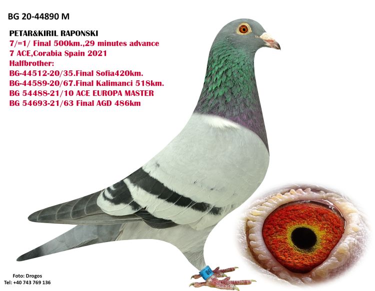 BG23-27206 DİŞİ / JULIA TORUNU KENDİSİ 59 SUPER DERBY 560 KM 