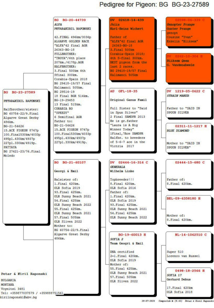 BG23-27589 ERKEK / KENDİSİ YARIMSTIR  BABASI MESHUR ALFA JULIANIN EN MUESHUR OGLU 