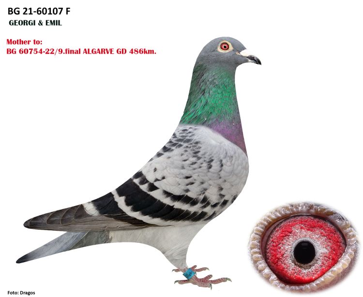 BG23-27589 ERKEK / KENDİSİ YARIMSTIR  BABASI MESHUR ALFA JULIANIN EN MUESHUR OGLU 