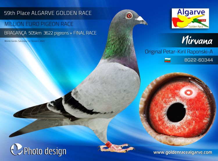 BG23-27614 ERKEK / KARDEŞİ 6. ACE PIGEON ALGARVE GOLDEN RACE 7102 P.