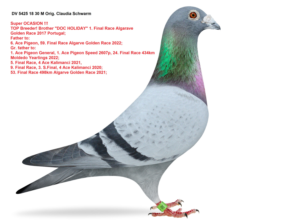 BG23-27614 ERKEK / KARDEŞİ 6. ACE PIGEON ALGARVE GOLDEN RACE 7102 P.