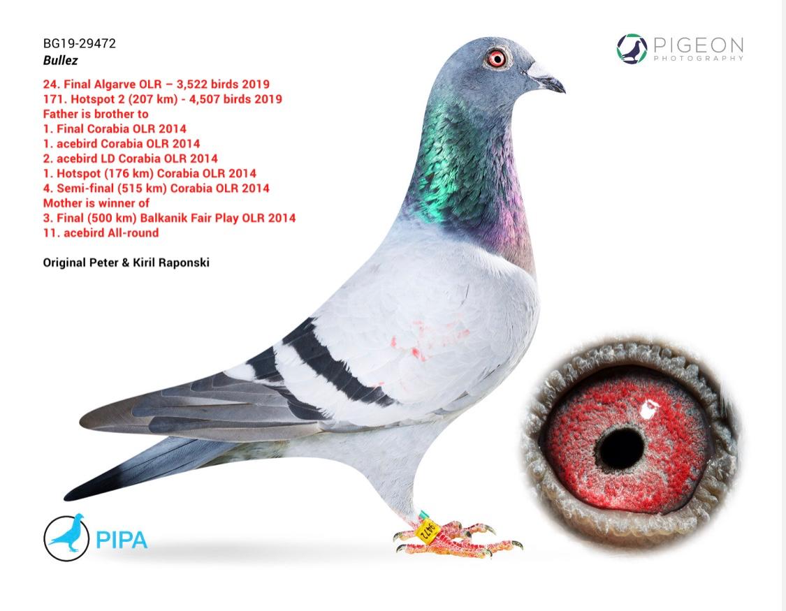 BG23-27614 ERKEK / KARDEŞİ 6. ACE PIGEON ALGARVE GOLDEN RACE 7102 P.