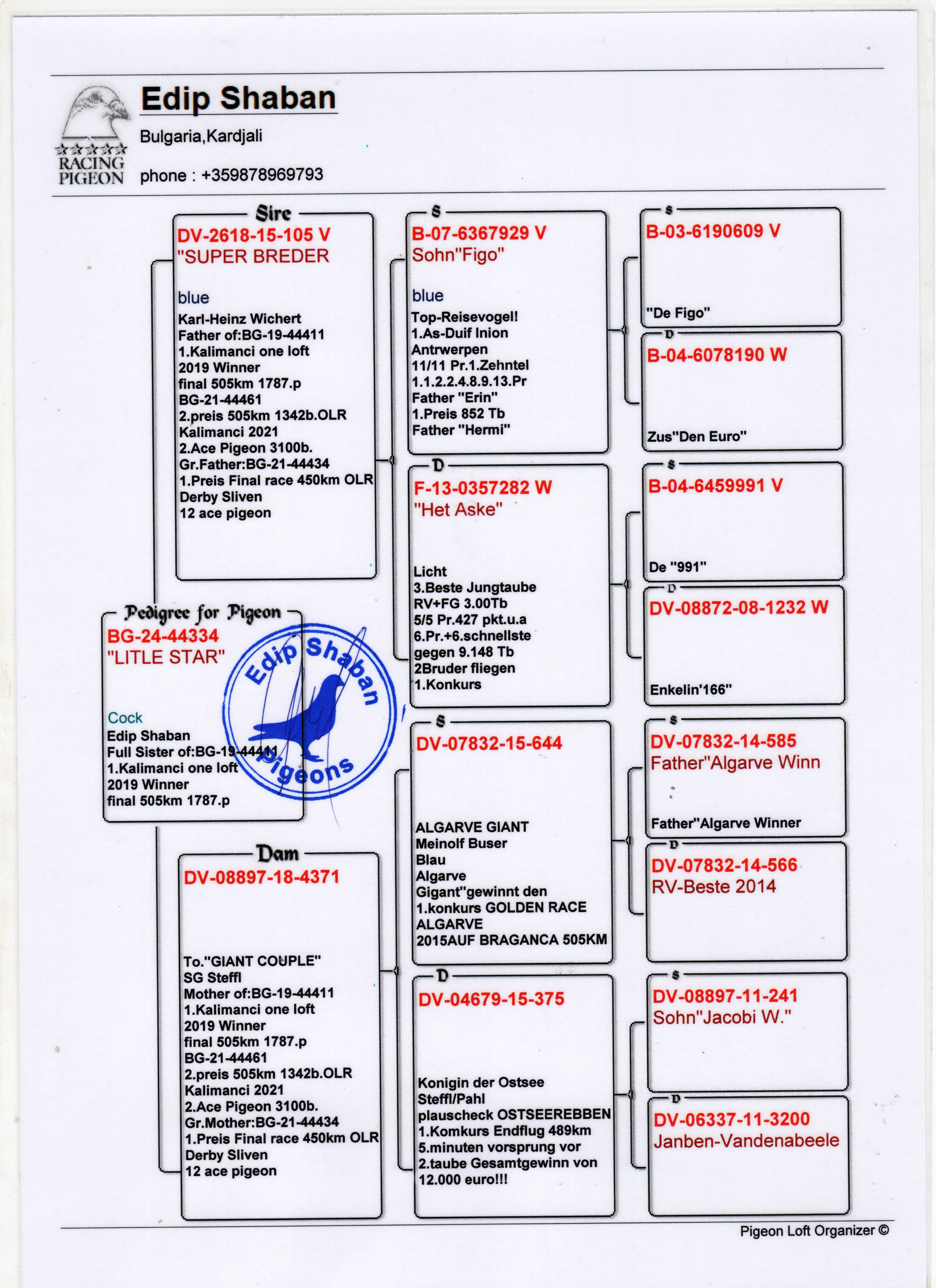 BG24-44334 ERKEK / LITLE STAR - TAM KARDEŞİ STAR 11 KALIMANCI ŞAMPİYONU
