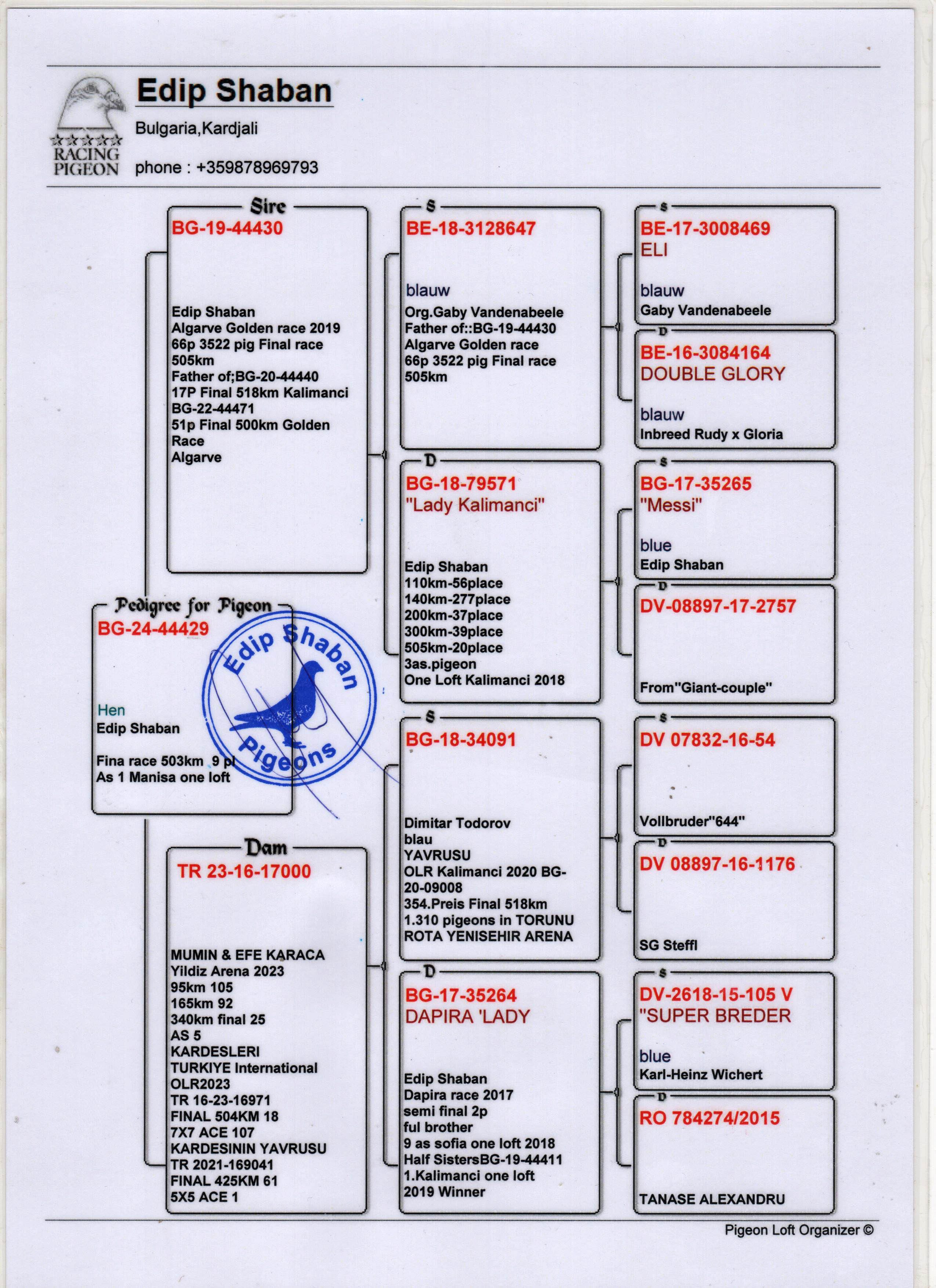 BG24-44429  DİŞİ / KENDİSİ 1 AS G&Uuml;VERCİN MANİSA ARENA FİNAL 9  2024