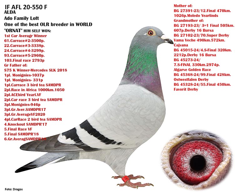 BG24-45353 DİŞİ / ORNAT TORUNU ANNESİ ALDA ANNDEN KARDEŞİ FİNAL 12 MOLEDO