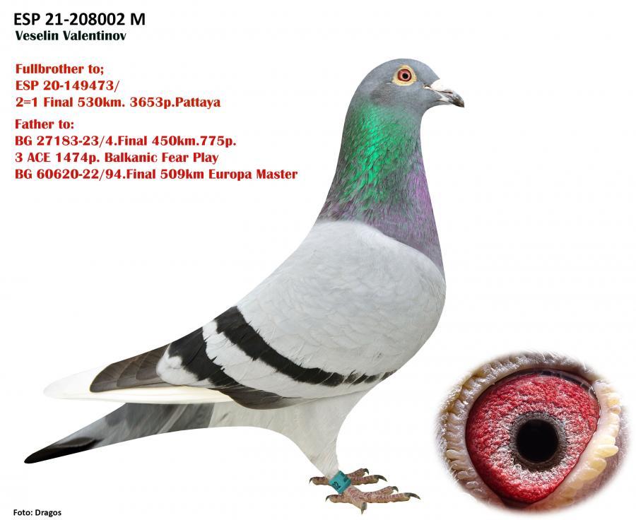 BG24-45452 ERKEK / BABASININ TAM KARDEŞİ 4 FİNAL KALIMANCI 3 ACE PİGEON 