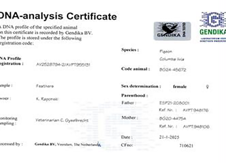 BG24-45672 DİŞİ / TAM KARDEŞİ RİMİNİ 2023 ŞAMPİYONU