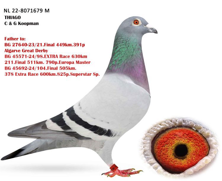 BG24-45797 DİŞİ /  KENDİSİ YARIŞMIŞ 531 K M BABASI % 100 KOOPMAN 