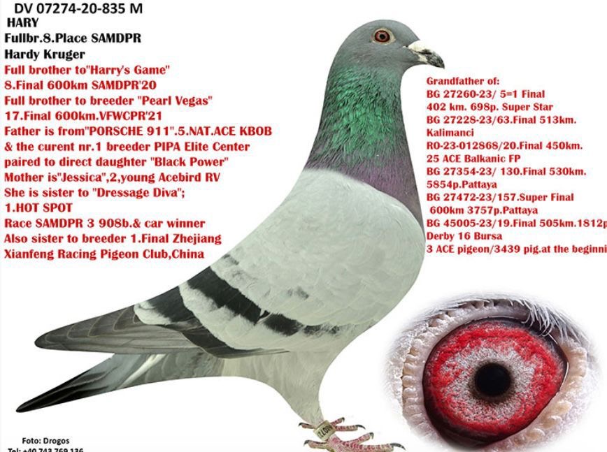 BG24-45806 ERKEK / BABASI HARDY KRUGER HARRDY TAM KARDEŞİ 8 FİNAL MİLLİON DOLAR