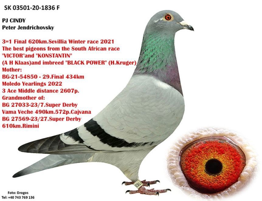 BG24-45806 ERKEK / BABASI HARDY KRUGER HARRDY TAM KARDEŞİ 8 FİNAL MİLLİON DOLAR