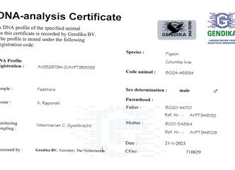 BG24-45834 ERKEK / TAM KARDEŞİ 1 AS GÜVERCİN 4 FİNAL OLR DNA CERTİFİKALI JULIA