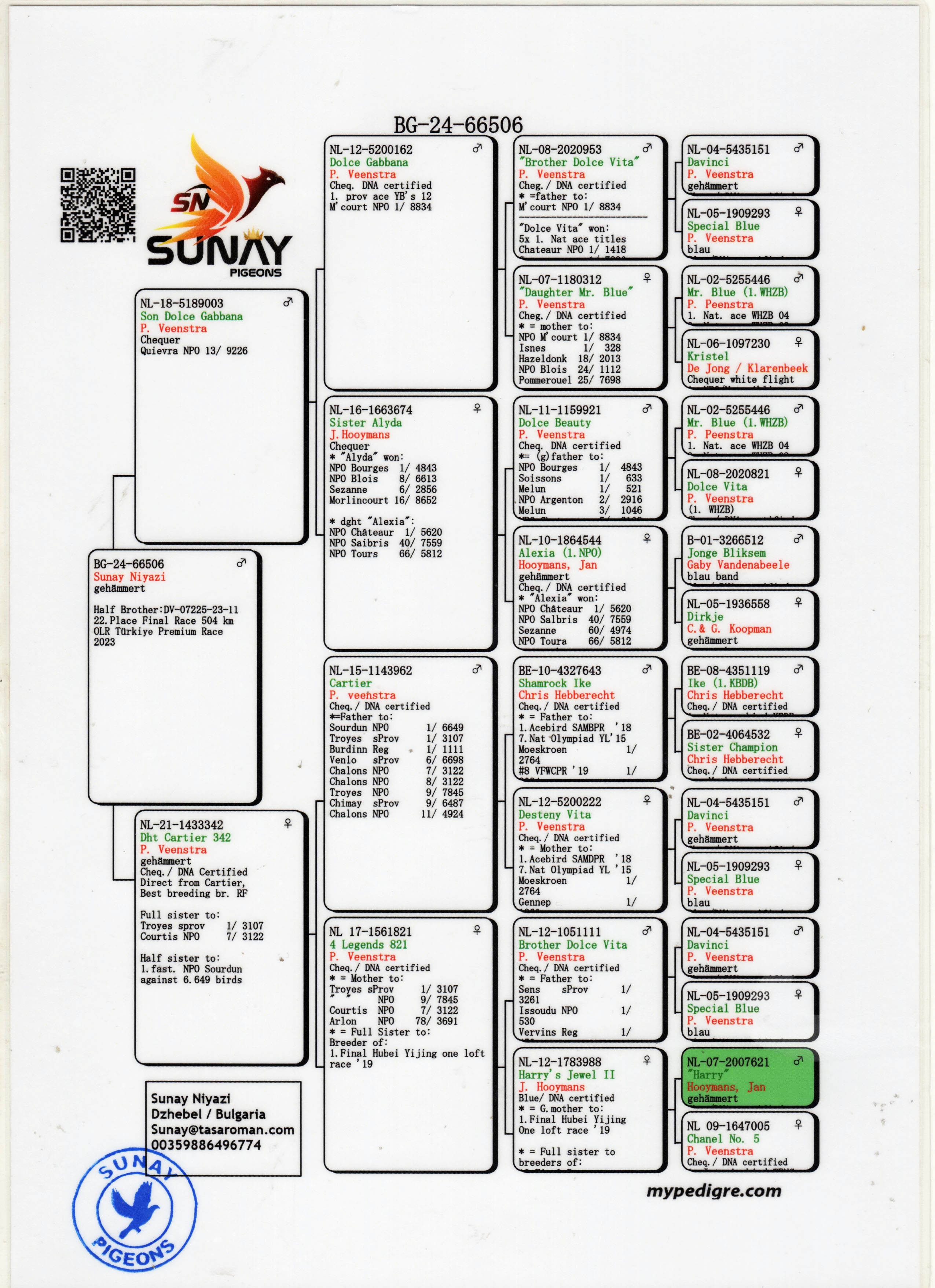 BG24-66506 ERKEK / P. VEENSTRA % 100 YARIM KARDEŞİ 22 FİNAL T&Uuml;RKİYE PREMIUM