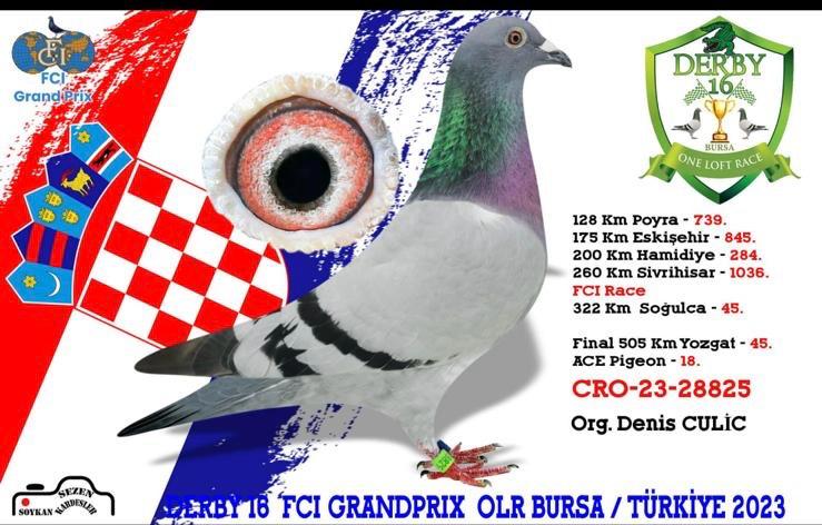 BG24-66935 ERKEK / KENDİSİ 63 FİNAL DERBY16  BABASI 2 SEMİFİNAL DERBY16 EDİP SHABAN