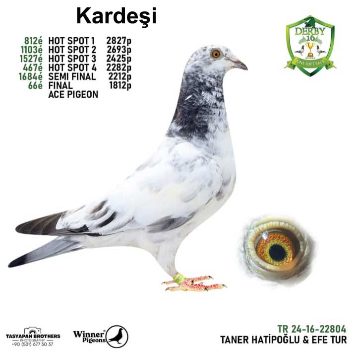BG24-66935 ERKEK / KENDİSİ 63 FİNAL DERBY16  BABASI 2 SEMİFİNAL DERBY16 EDİP SHABAN
