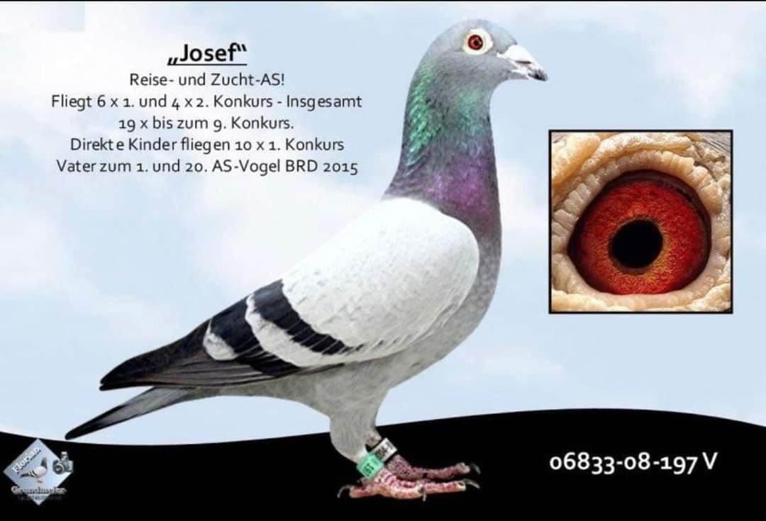 BG24-77051 DİŞİ / INBREED JOSEF