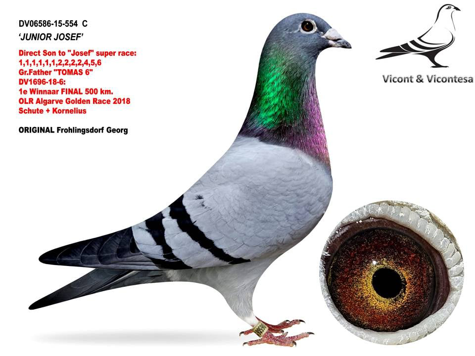 BG24-77234 DİŞİ / JOSEF - THOMAS 6 