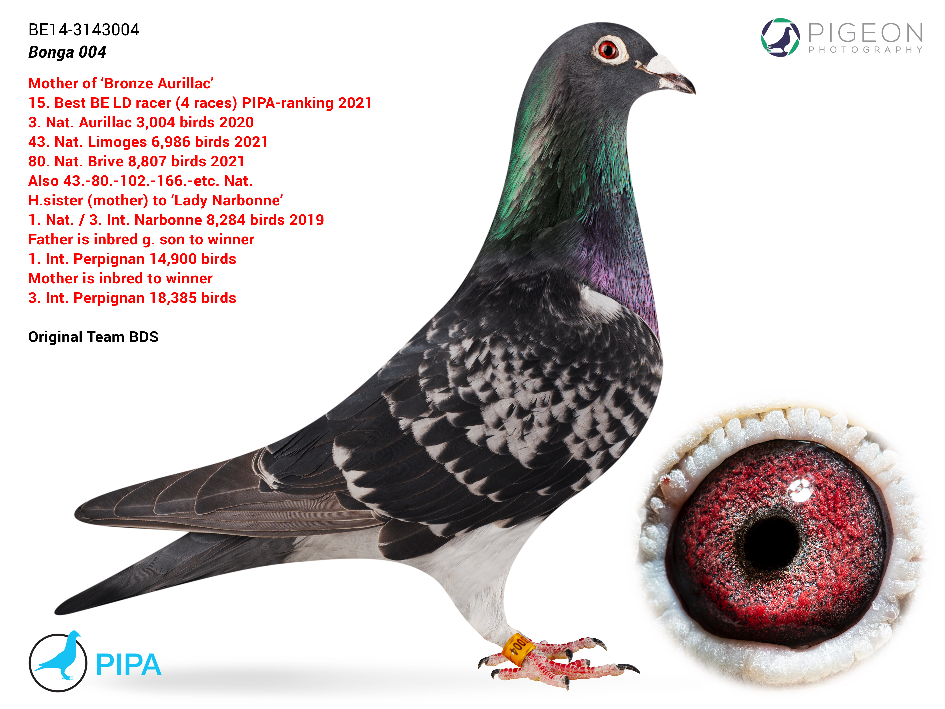 BG24-77274 ERKEK / JOS JOESEN 274