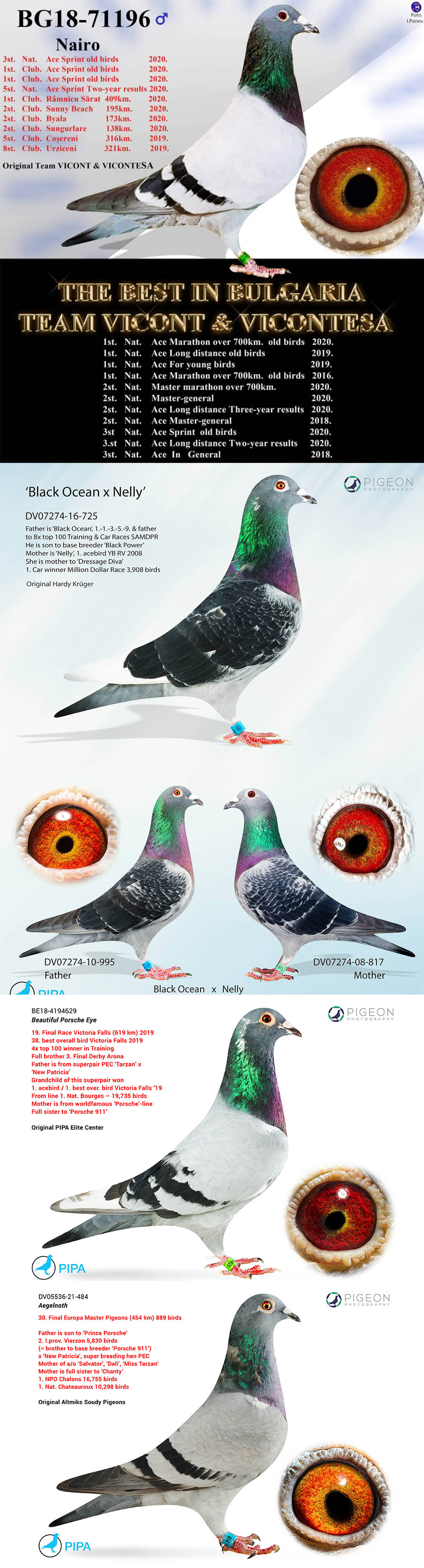 BG24-77577 DİŞİ / SUPER PORSCHE HARDY 577