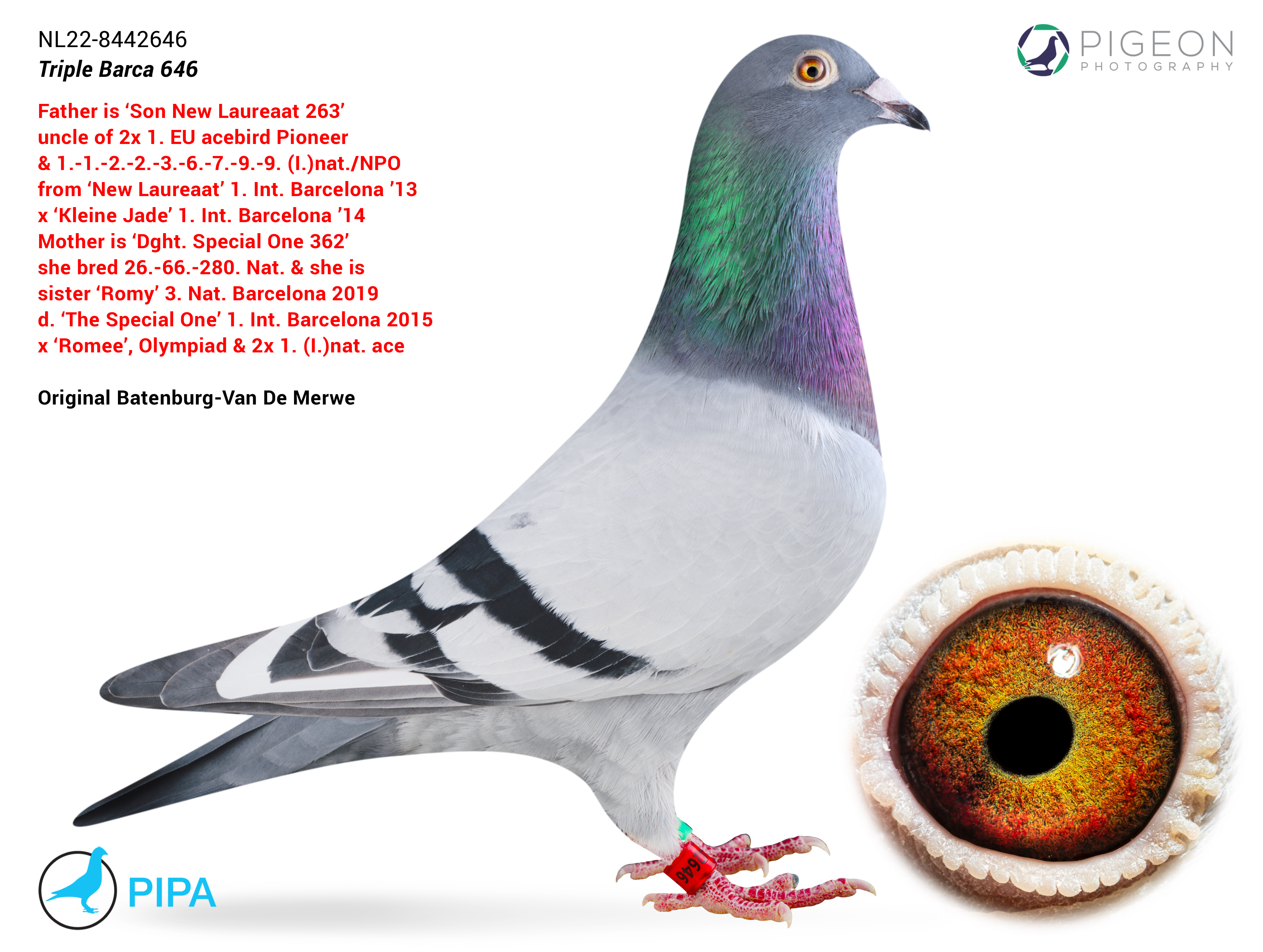 BG24-77616 ERKEK / NEW LAUREAAT 616 