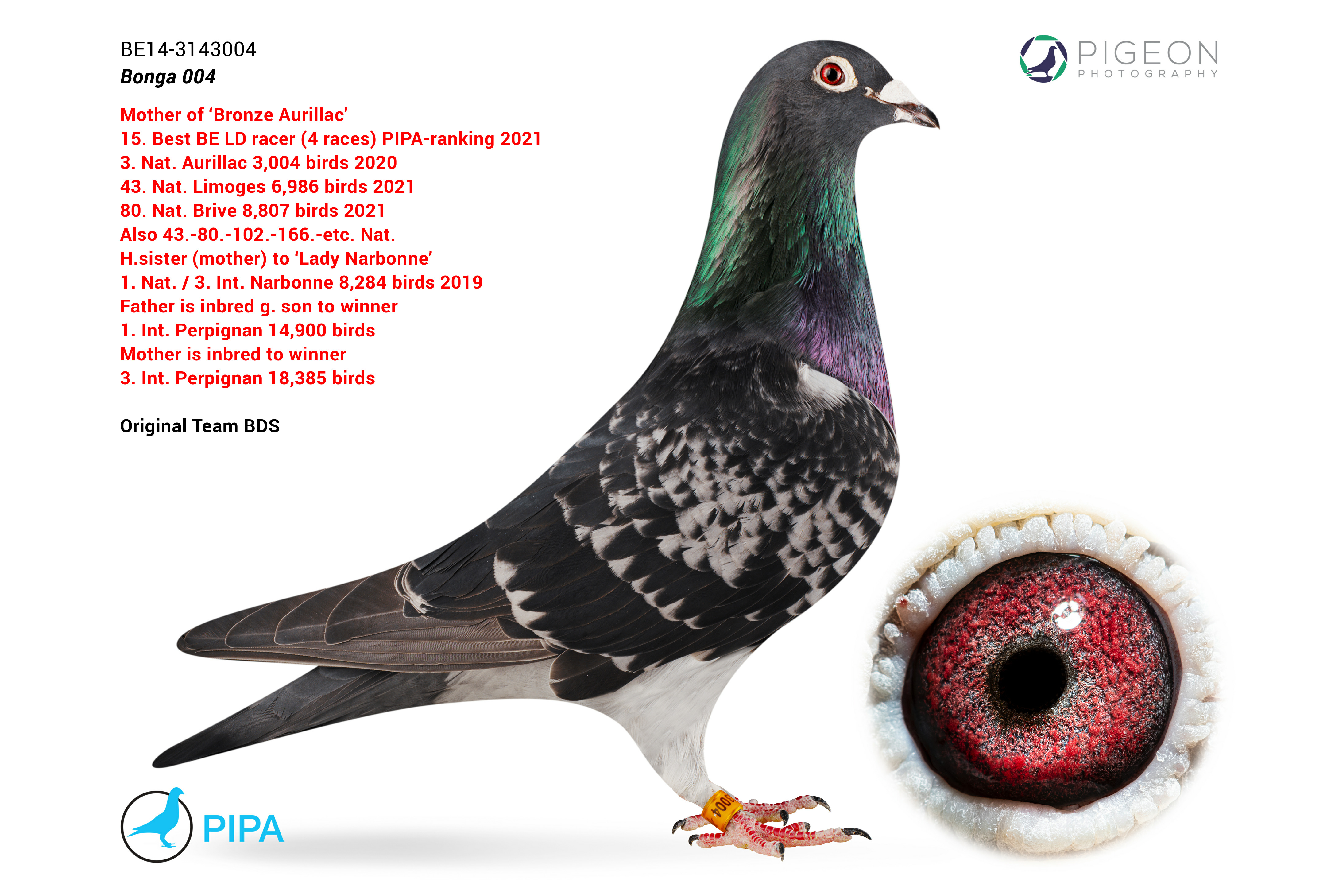 BG24-77616 ERKEK / NEW LAUREAAT 616 