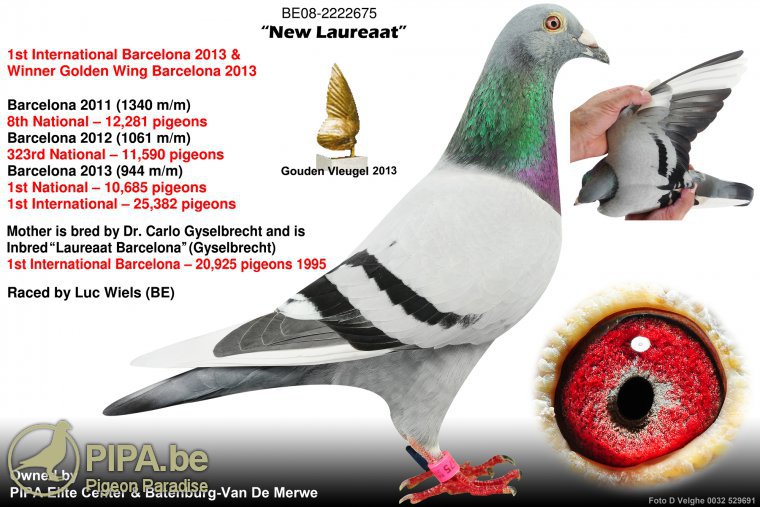 BG24-77616 ERKEK / NEW LAUREAAT 616 