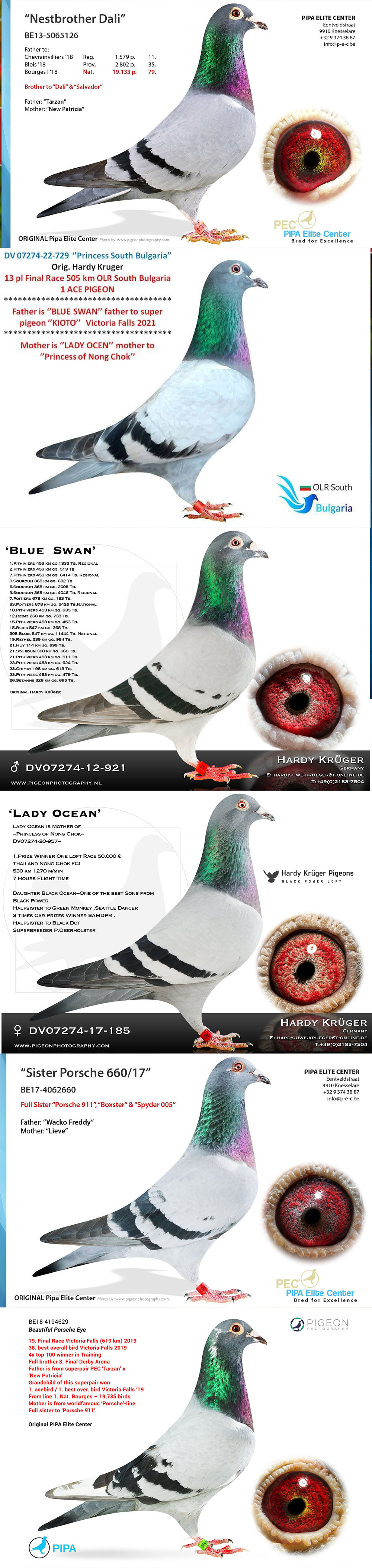 BG24-77618 DİŞİ / SUPER HARDY 618 