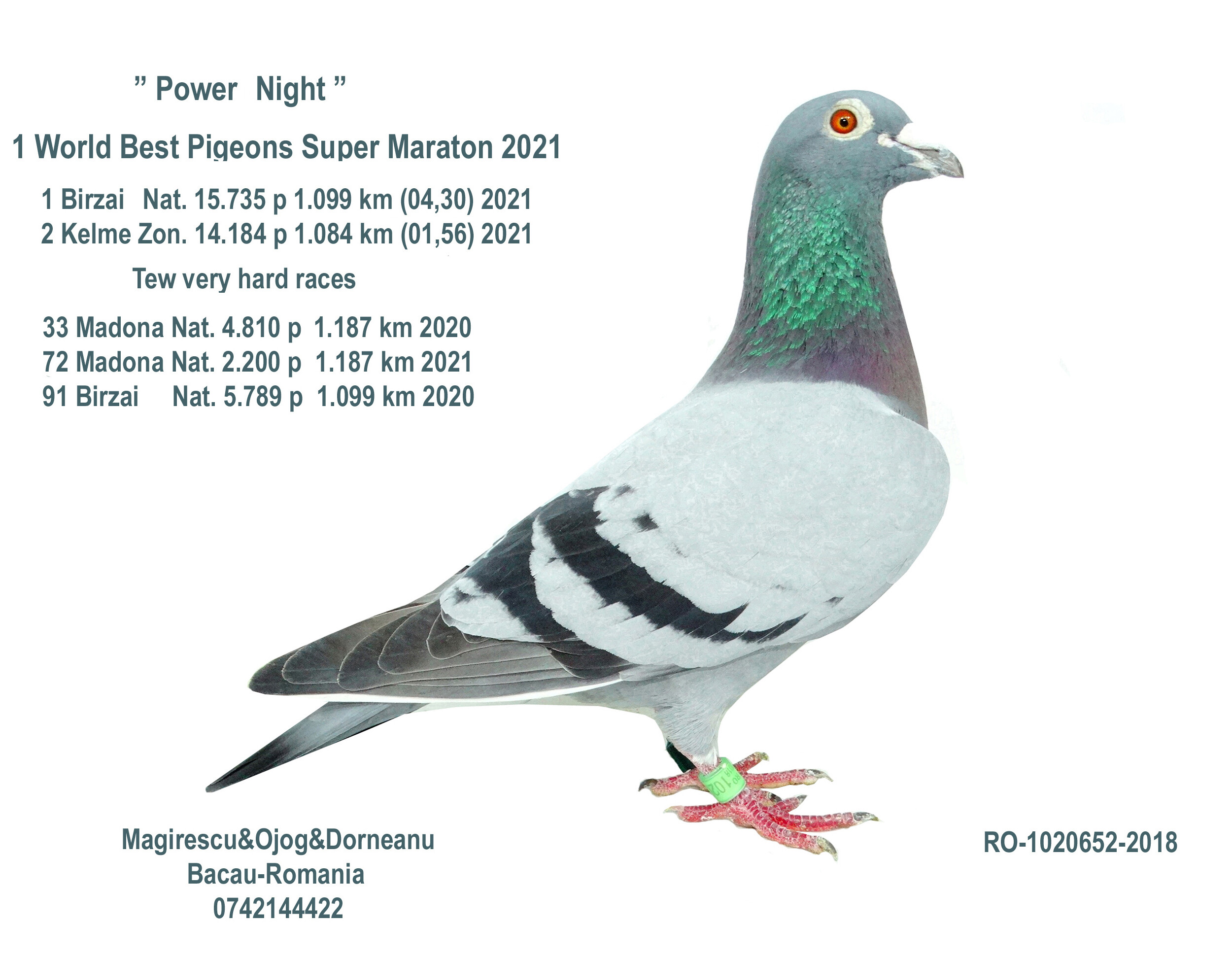 BG24-77641 ERKEK / POWER NİGHT 641 