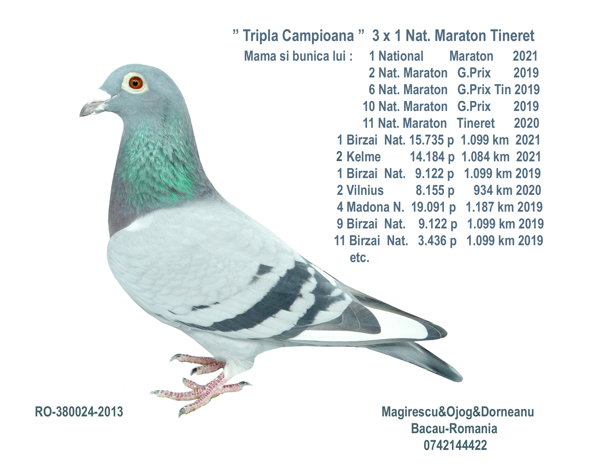 BG24-77641 ERKEK / POWER NİGHT 641 