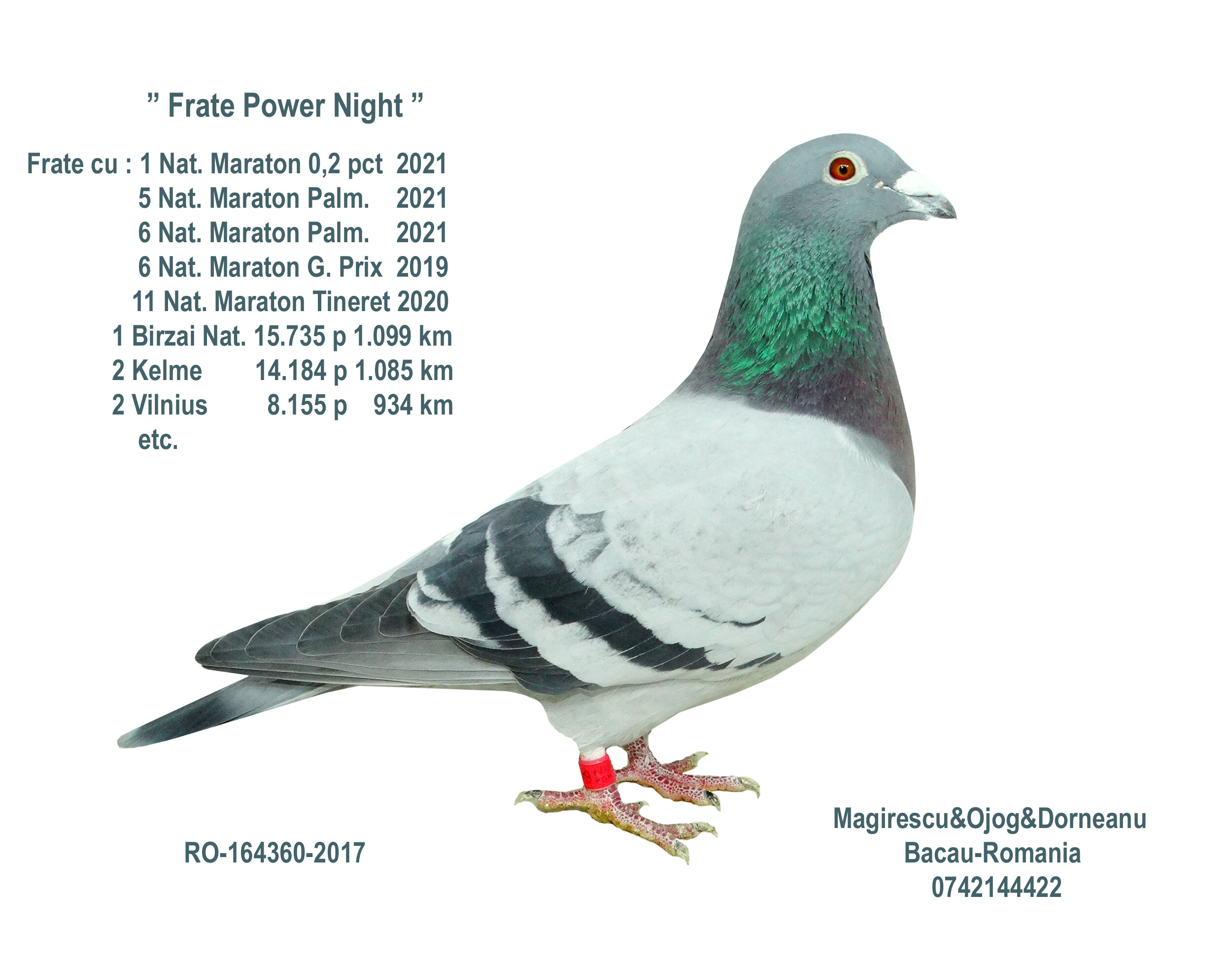 BG24-77641 ERKEK / POWER NİGHT 641 