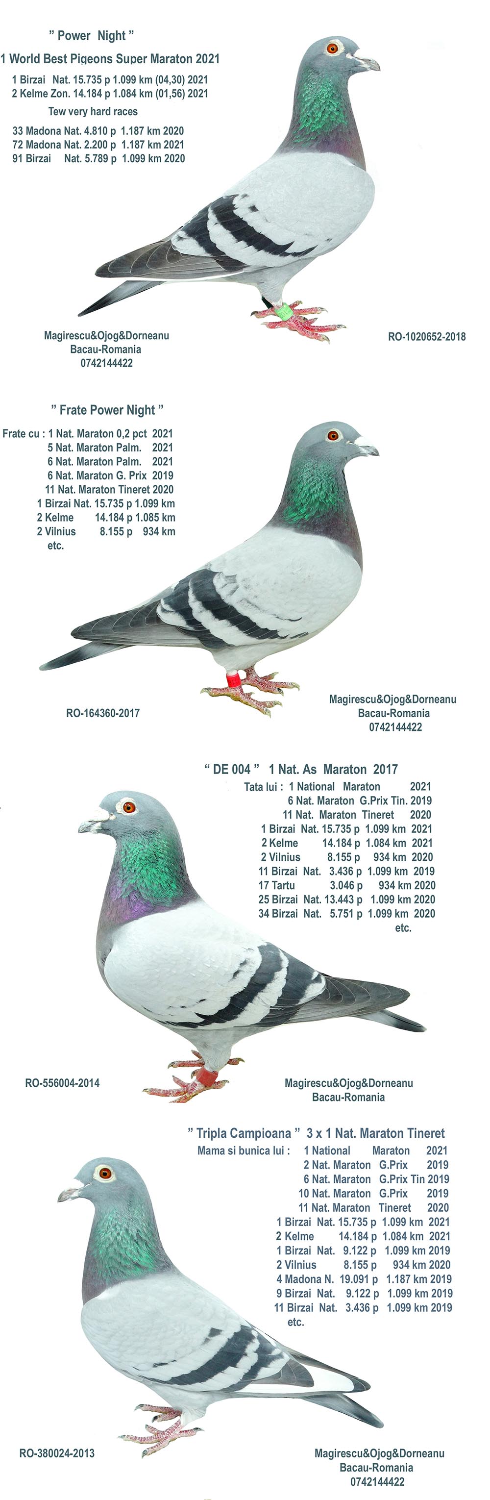 BG24-77642 ERKEK / POWER NİGHT 642 