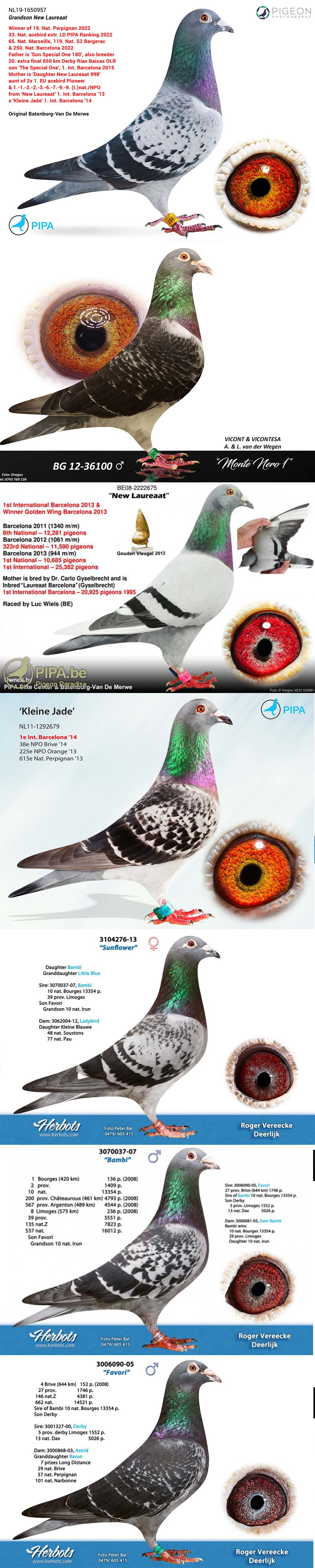 BG24-77648 ERKEK / LAUREAAT 648