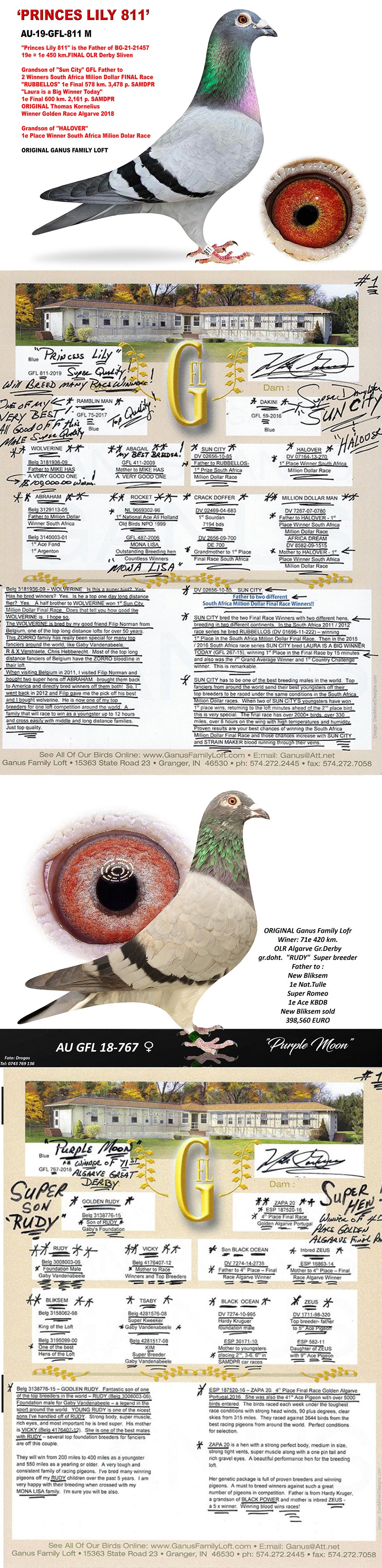 BG24-77656 DİŞİ / SUPER GANUS 656