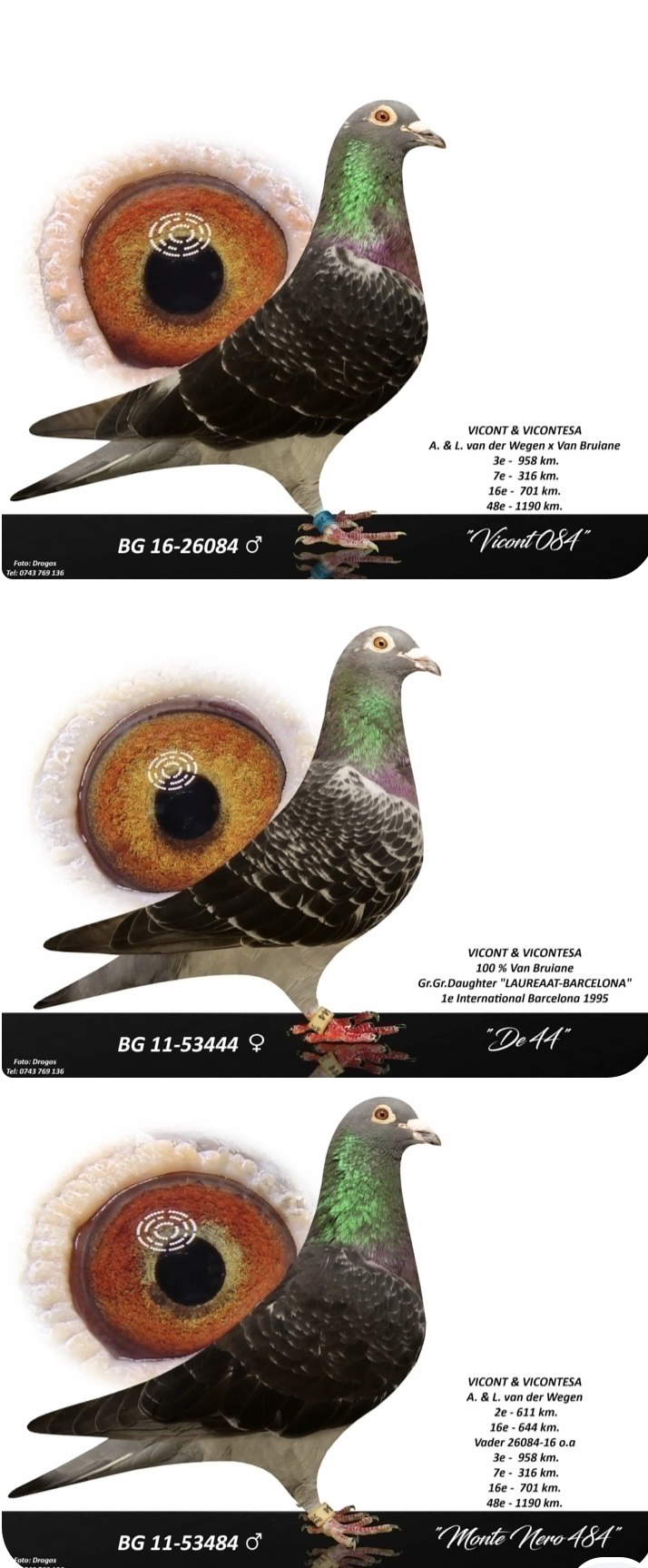 BG24-77660 ERKEK / SUPER WEGEN 660