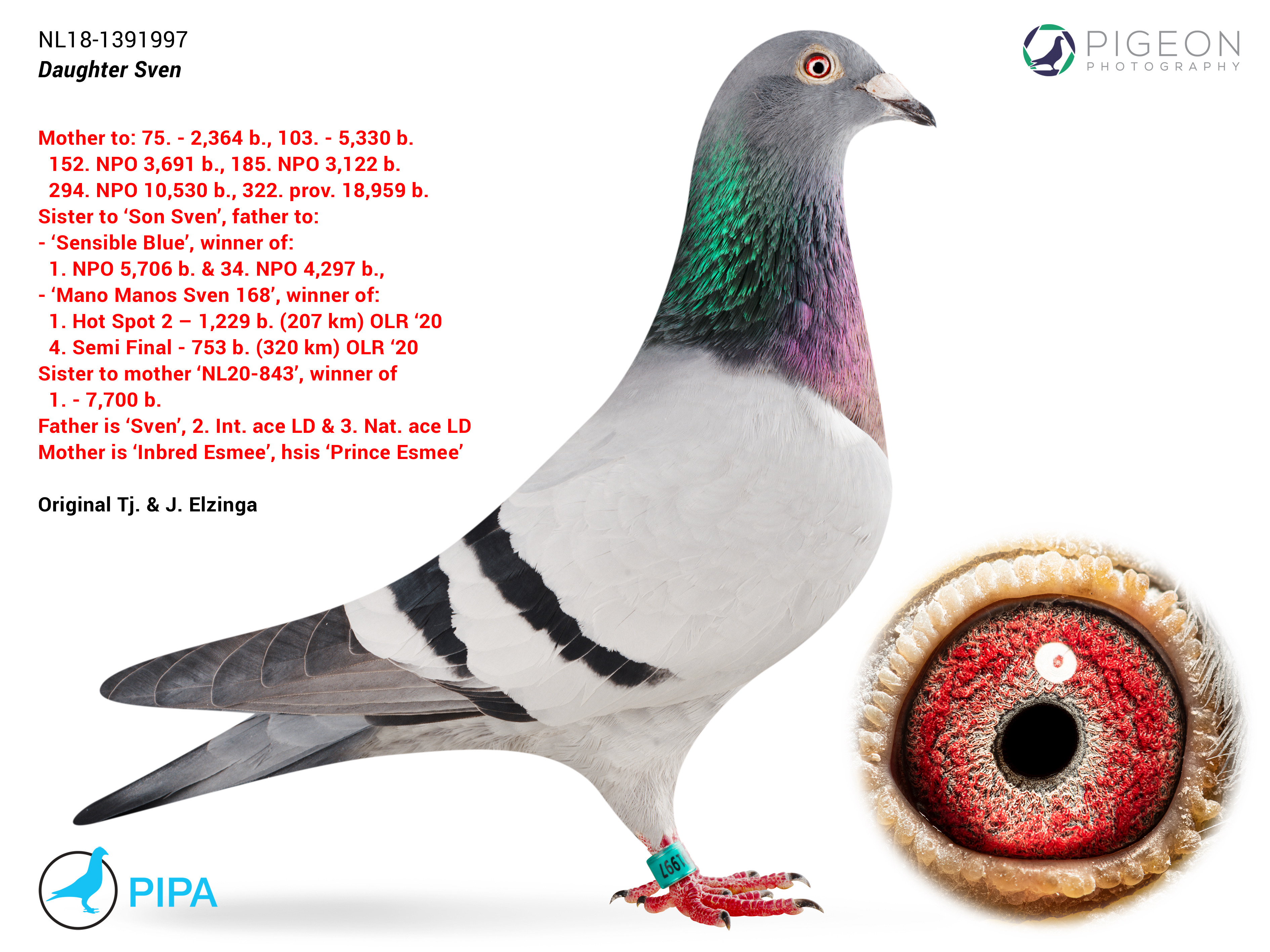 BG24-77763 ERKEK / DEDESİ 2 AS PORSCHE  ANNESİ INBREED ESMEE