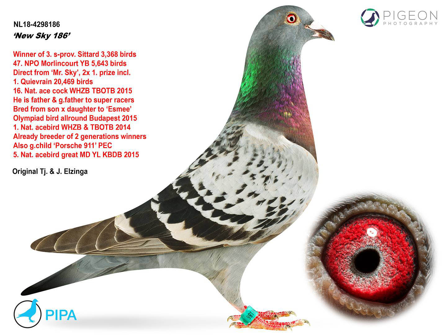 BG24-77763 ERKEK / DEDESİ 2 AS PORSCHE  ANNESİ INBREED ESMEE