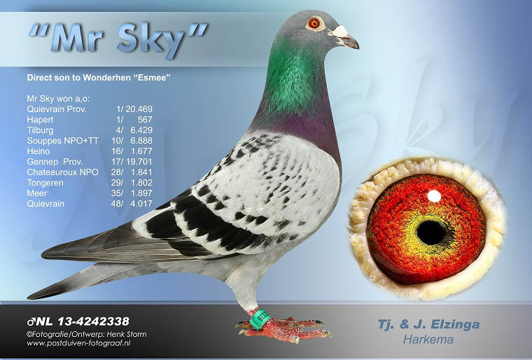 BG24-77763 ERKEK / DEDESİ 2 AS PORSCHE  ANNESİ INBREED ESMEE