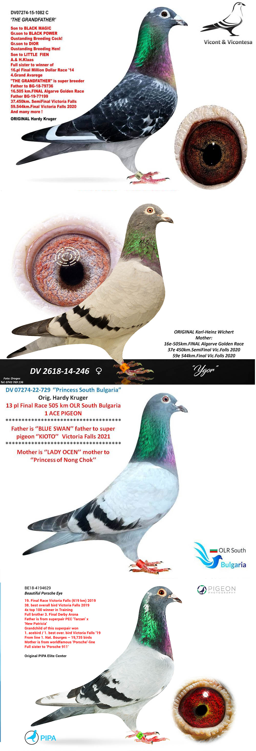 BG24-77789 ERKEK / HALFBROTHER 18 FİNAL KALIMANCI ANNESININ KARDEŞİ 24 FİNAL